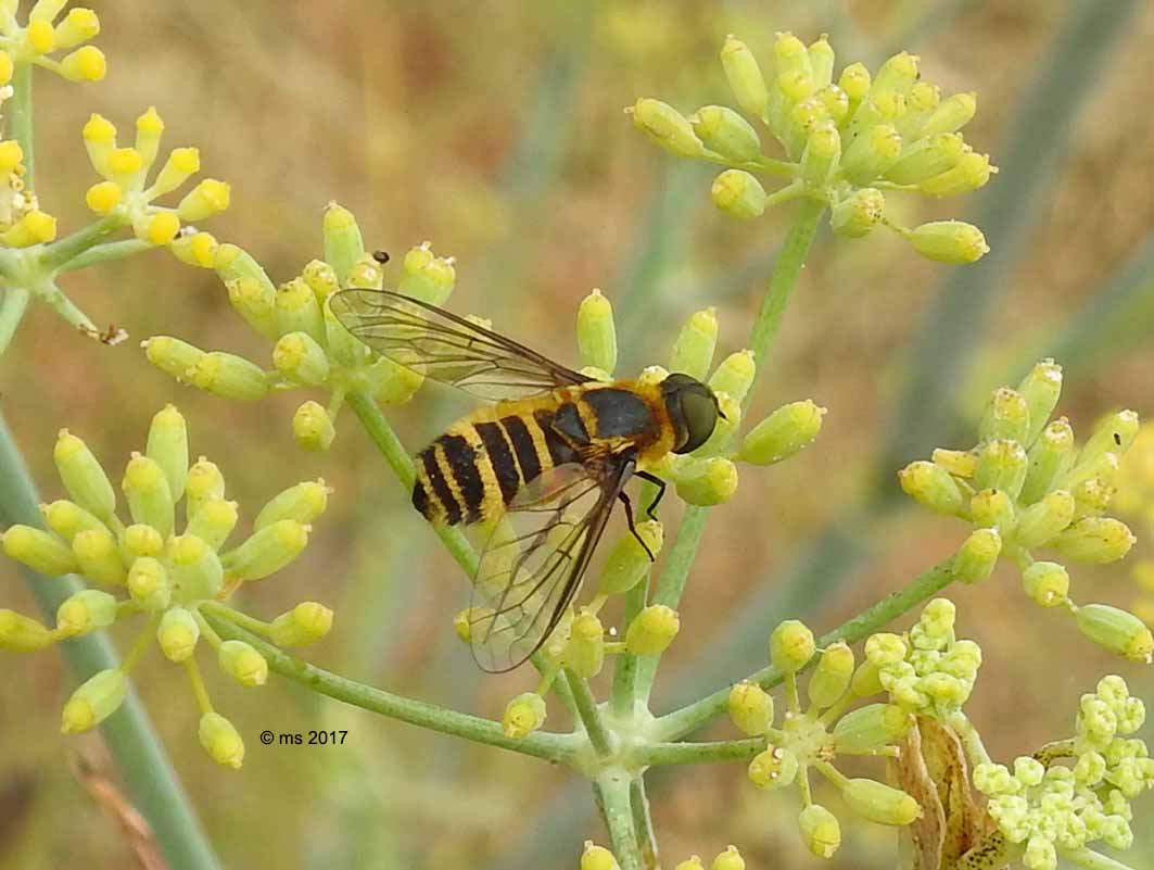 Quale Villa?....Villa sp. (Bombyliidae)